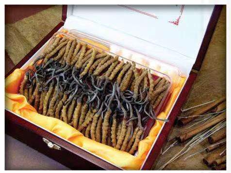 曲江冬虫夏草回收